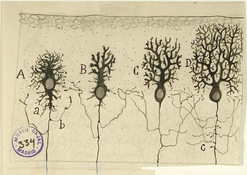 Dibujo neuronas Cajal