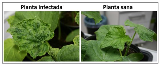 Enfermedades de las plantas