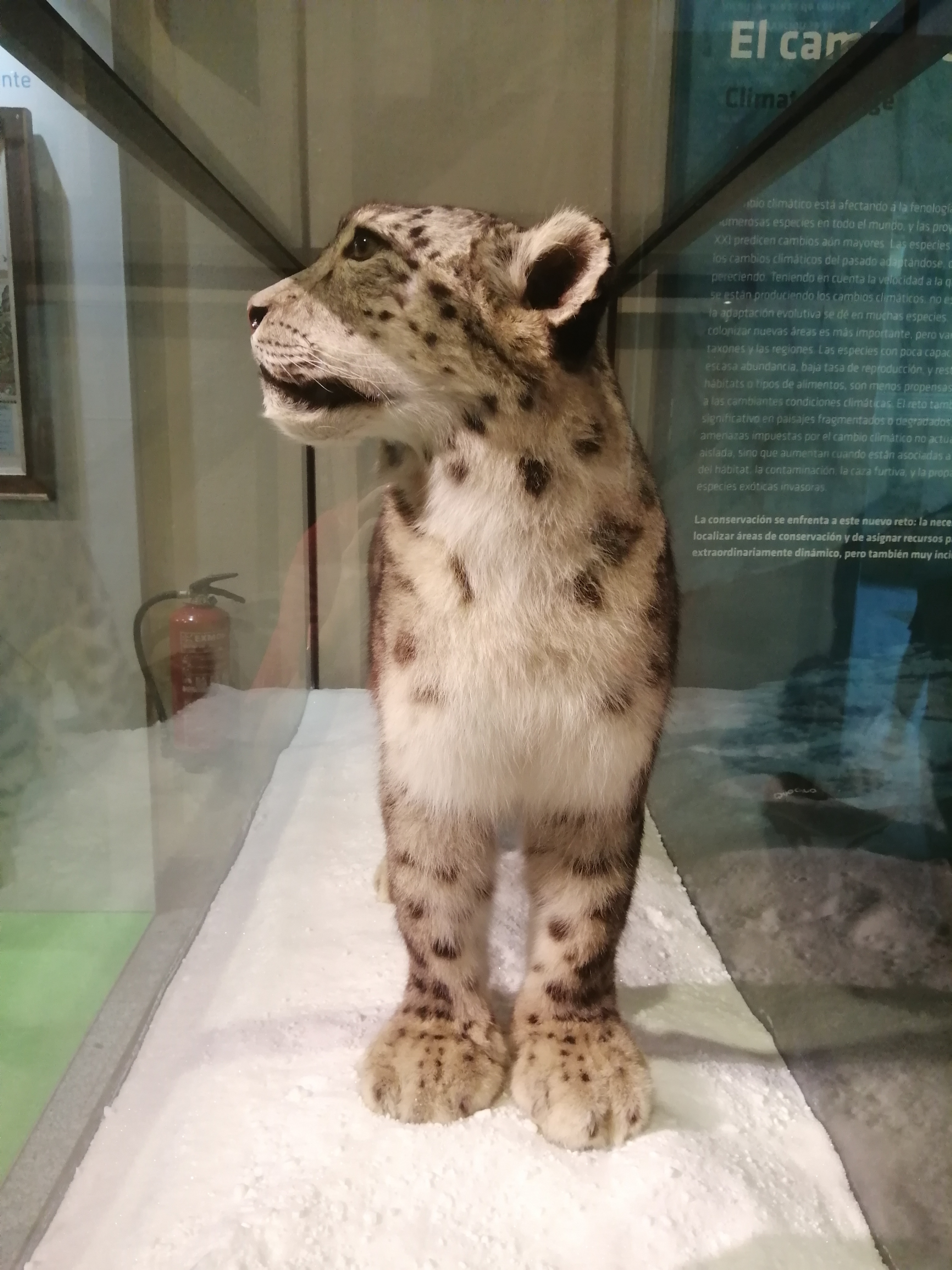 Ejemplar de leopardo de las nieves