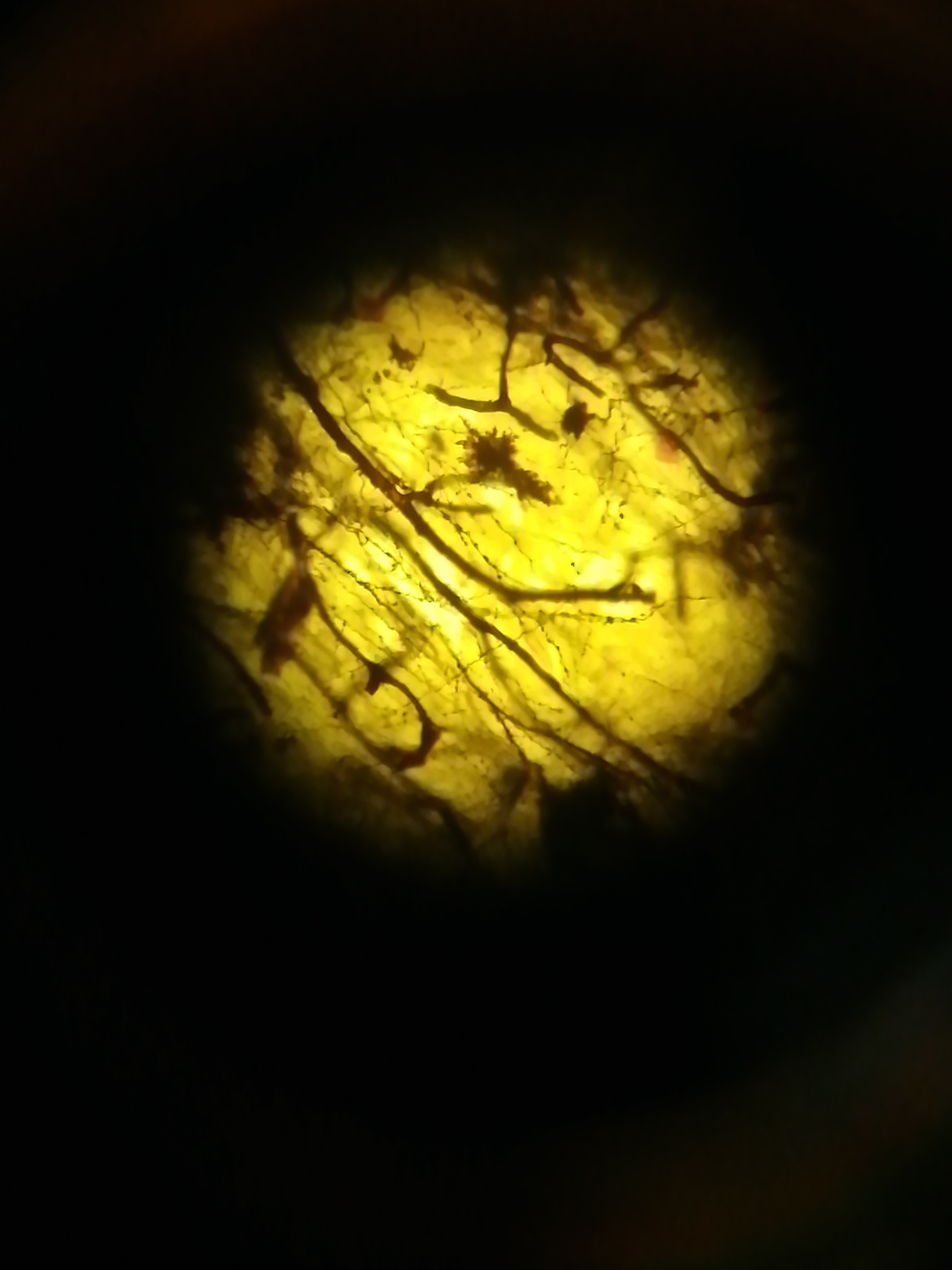 Imagen de una muestra de tejido neuronal vista a través del microscopio
