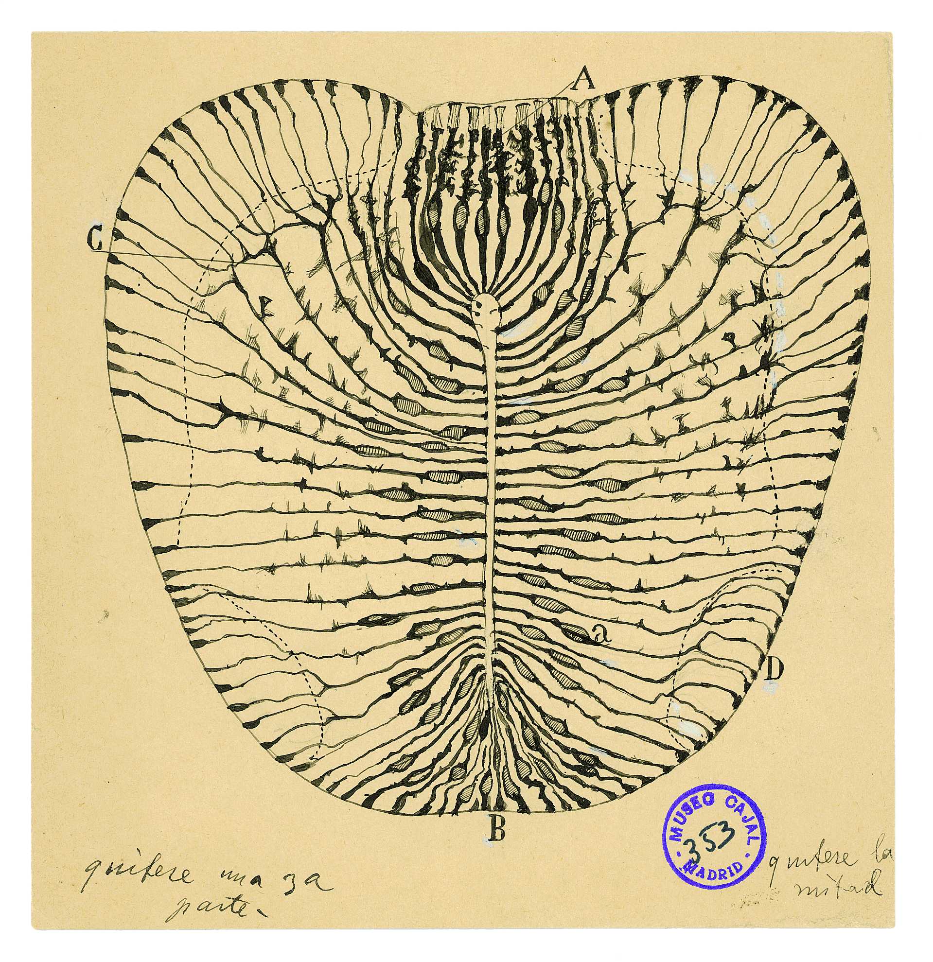 Imagen de una ilustración científica realizada por Santiago Ramón y Cajal