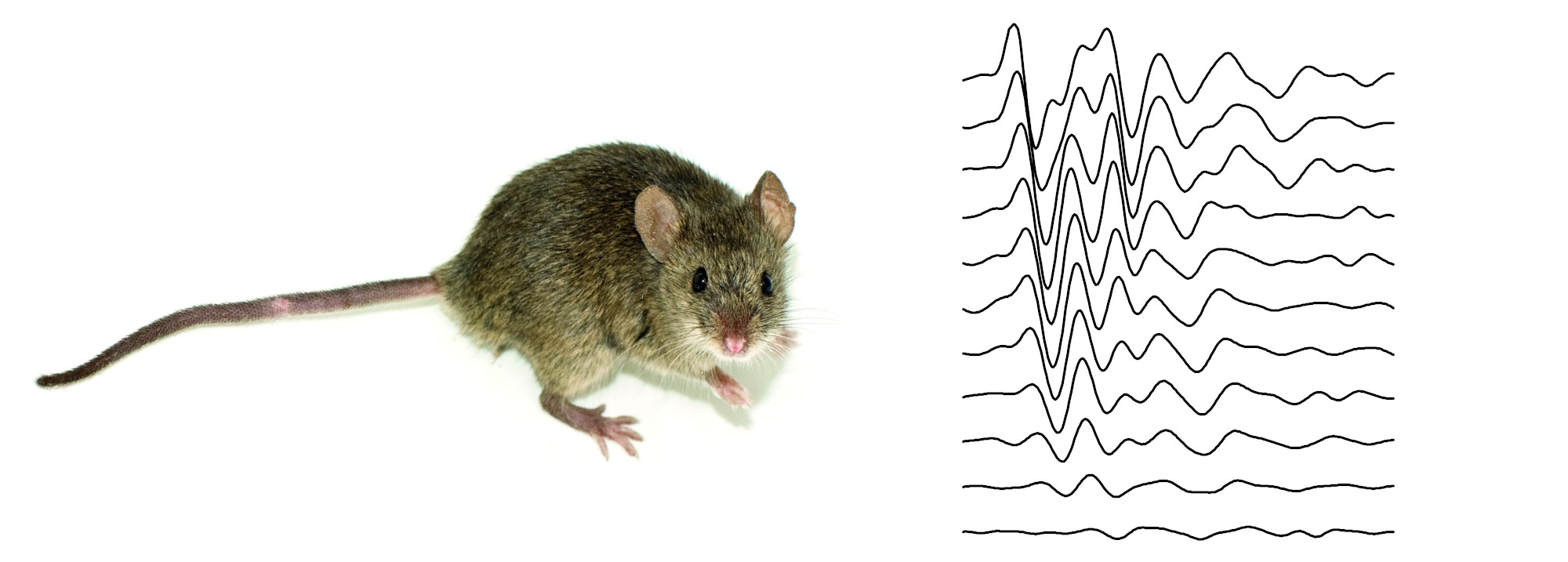 La pérdida auditiva se investiga en ratones en nuestro laboratorio