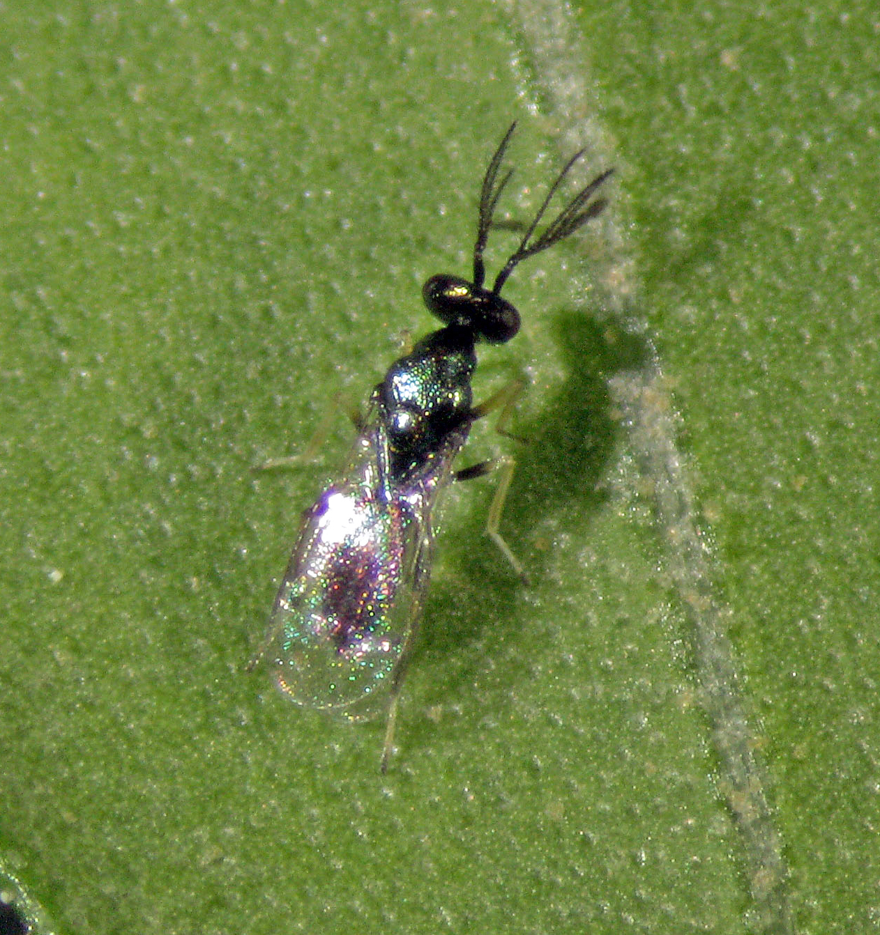 Se muestra una hoja parasitada por un insecto