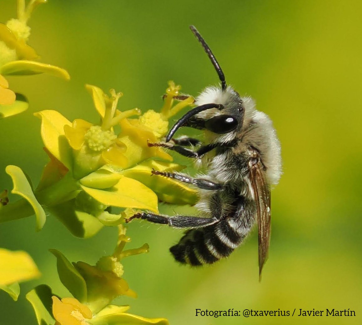 Detalle de una abeja sobre una flor amarilla
