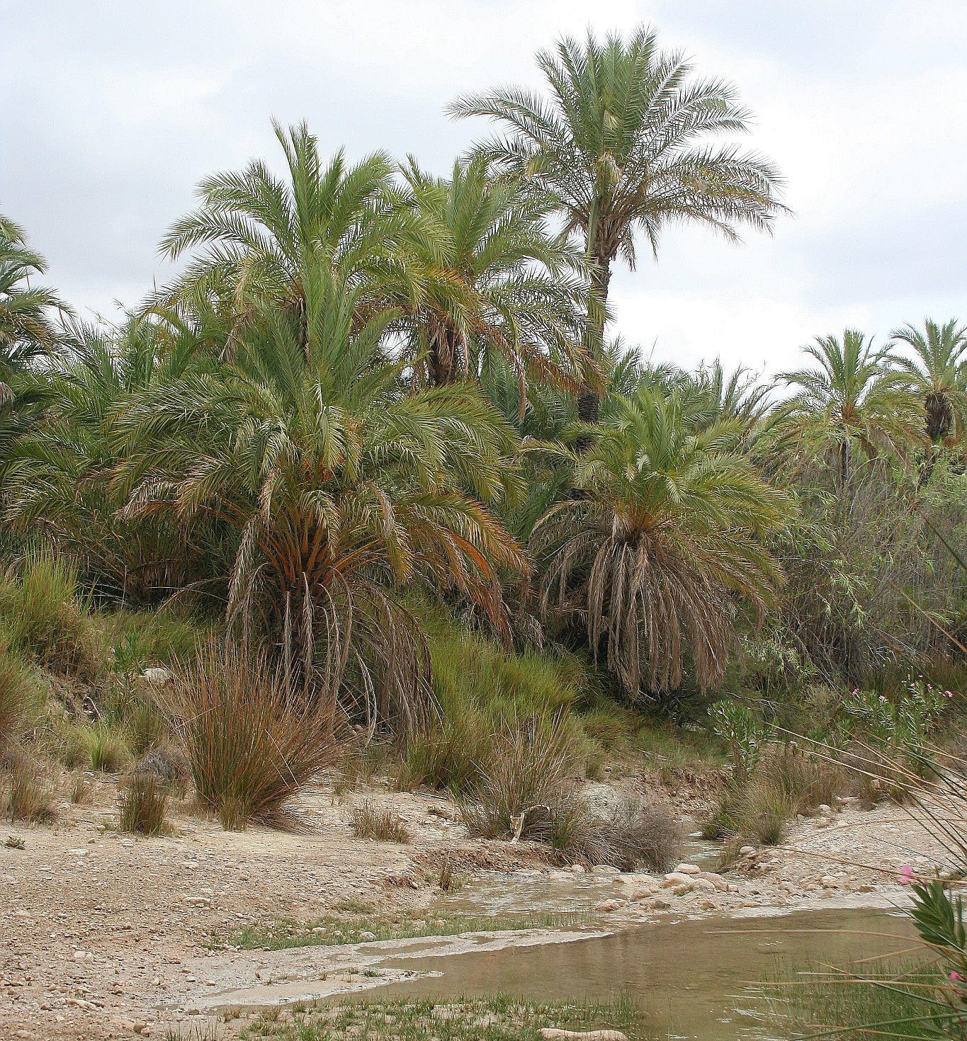 Palmeral