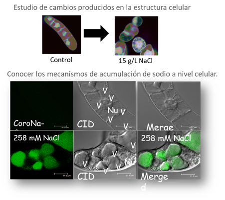 Observación al microscopio
