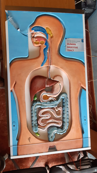 El sistema digestivo