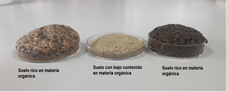 El suelo bajo nuestros pies: la base de la vida y su conservación.