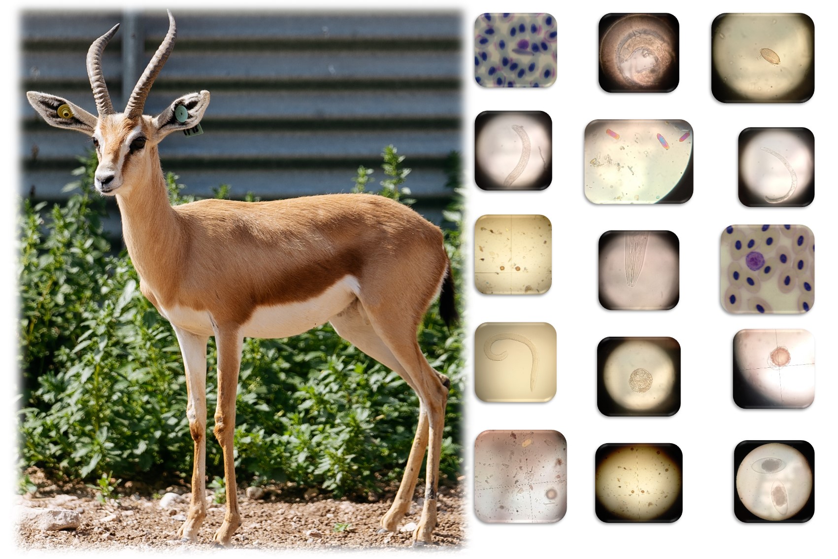 parasitismo in vivo