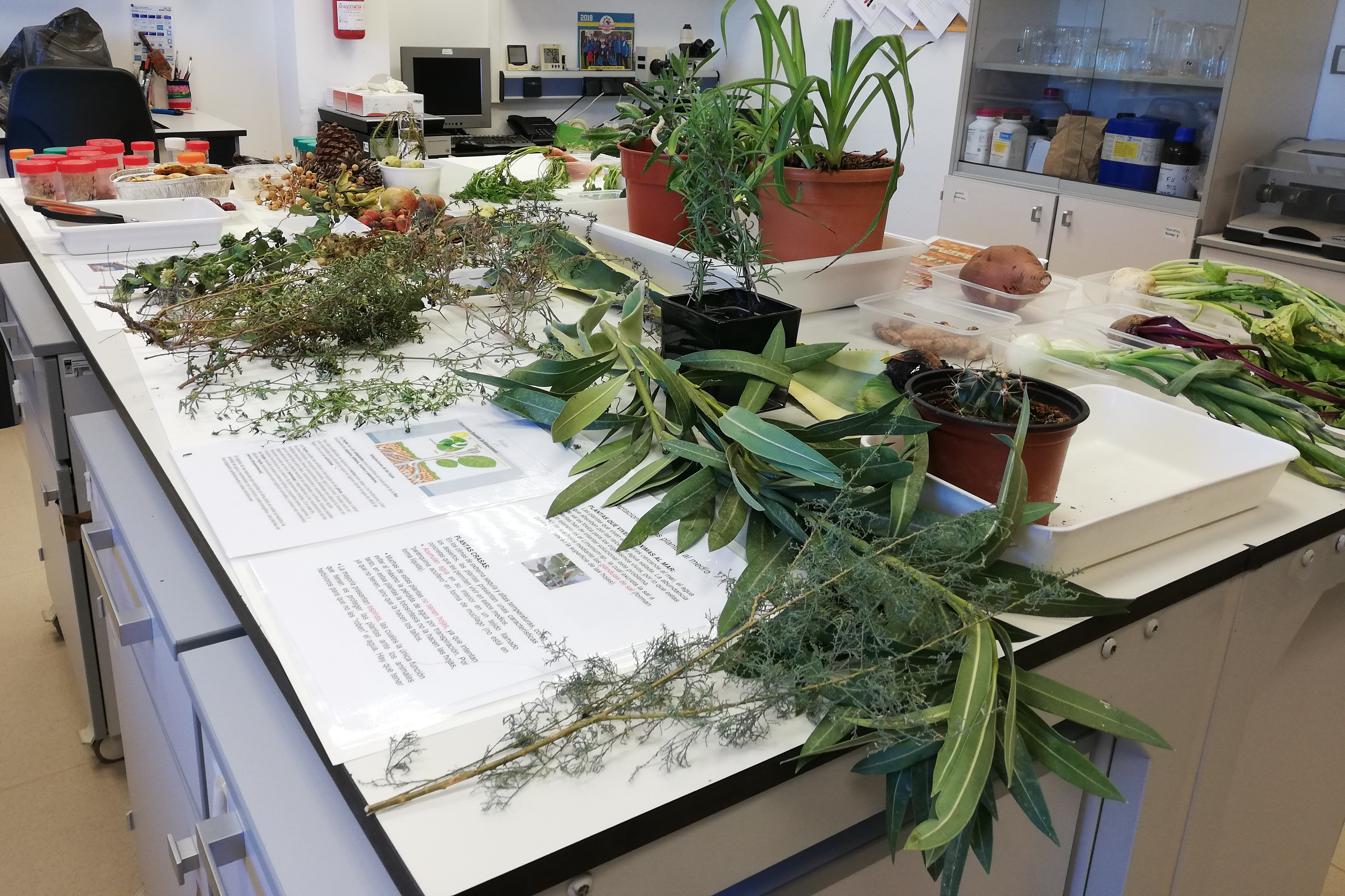 Piensa en verde:experimentando con plantas