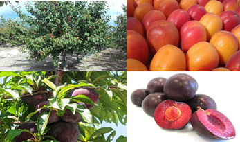 Mejora Genética de Frutales