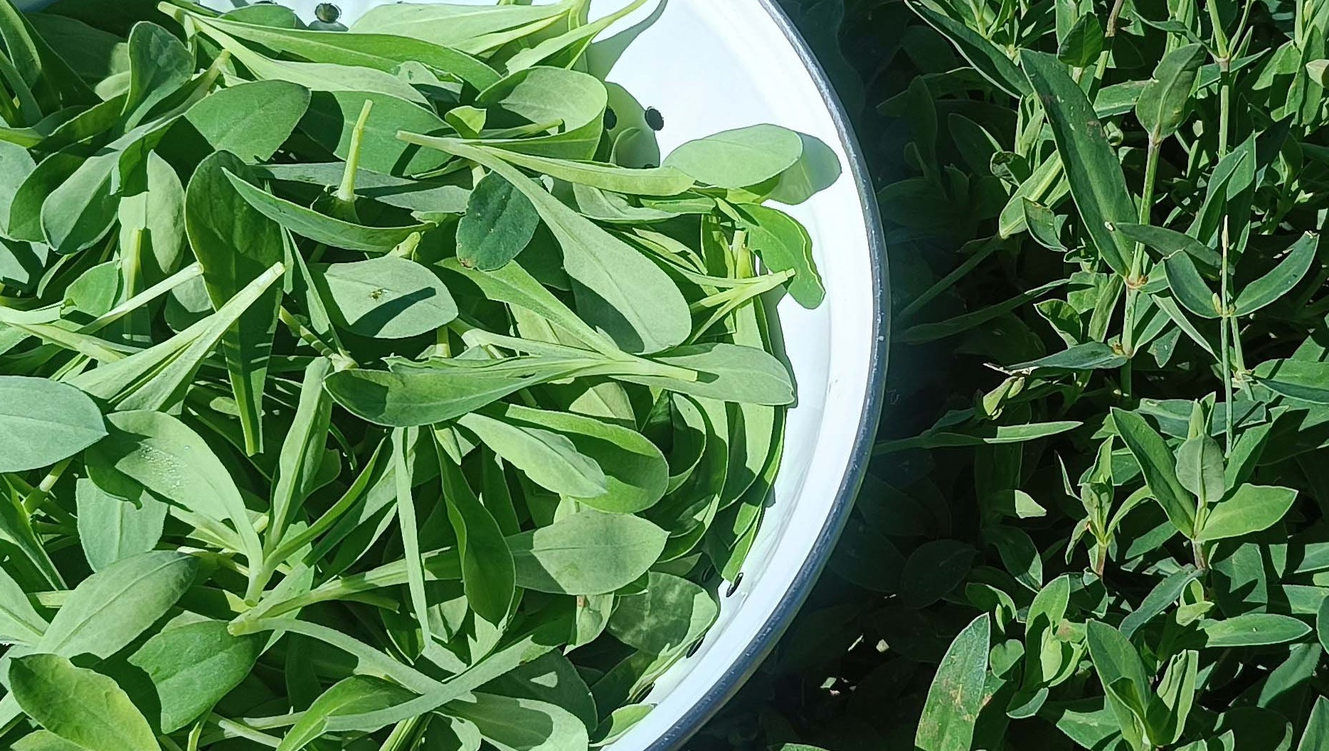 'Colleja' recolectada en el campo