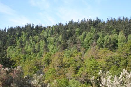 Se muestra una imagen de un bosque