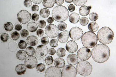 Se muestra imagen microscópica de embriones bovinos