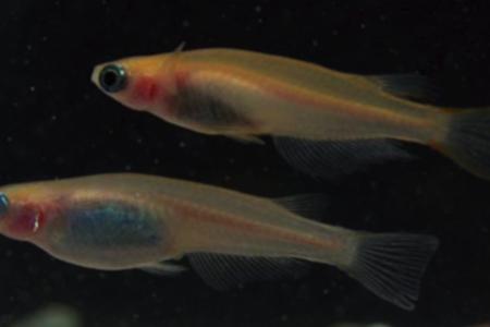 Se muestran unos peces