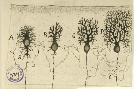 Dibujo neuronas Cajal