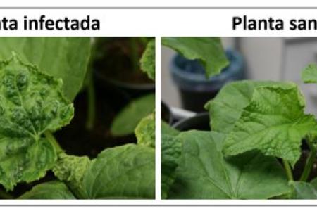 Enfermedades de las plantas