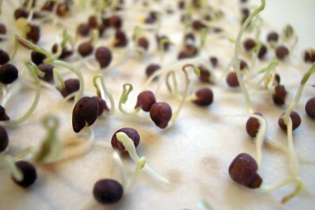 Semillas germinando