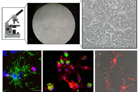 Jornada de puertas abiertas del Instituto de Investigaciones Biomédicas de Barcelona