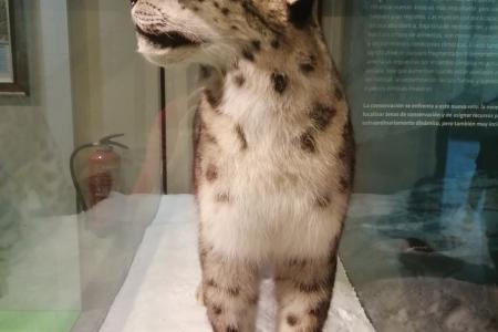 Ejemplar de leopardo de las nieves