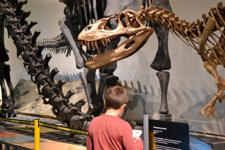 Imagen de un niño realizando la actividad frente a una réplica de esqueleto fósil de dinosaurio