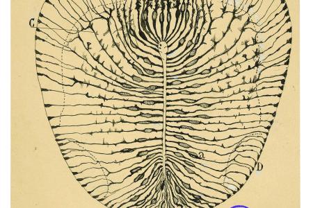 Imagen de una ilustración científica realizada por Santiago Ramón y Cajal