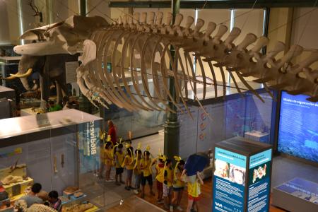 Público realizando el taller bajo el esqueleto de la ballena colgado del techo del museo 