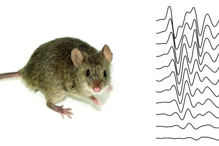 La pérdida auditiva se investiga en ratones en nuestro laboratorio