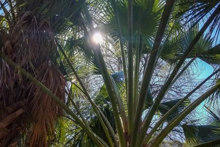 Hojas de Brahea edulis con el sol de fondo.
