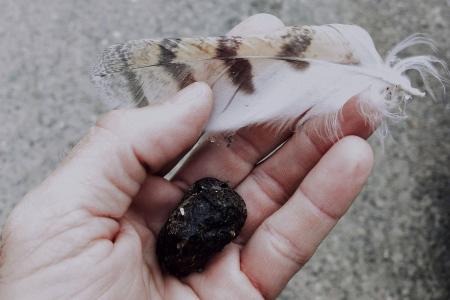 Egagrópila y pluma de lechuza común