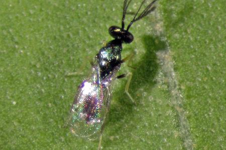 Se muestra una hoja parasitada por un insecto
