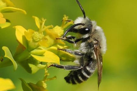 Detalle de una abeja sobre una flor amarilla