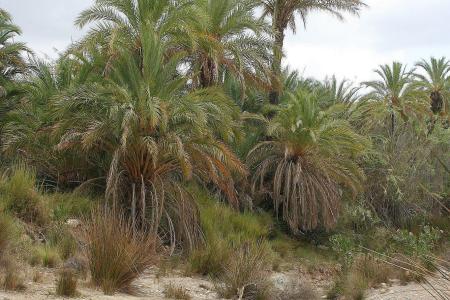 Palmeral