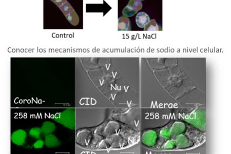 Observación al microscopio