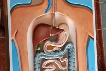 El sistema digestivo