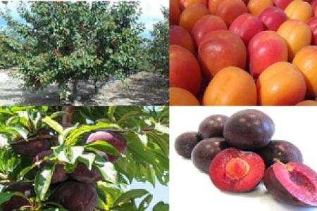 Mejora Genética de Frutales