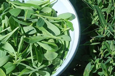 'Colleja' recolectada en el campo